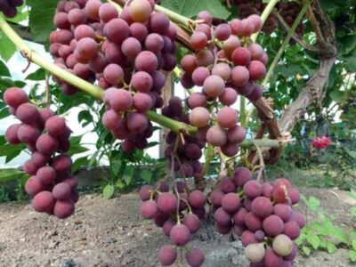 Саженцы винограда, смородины